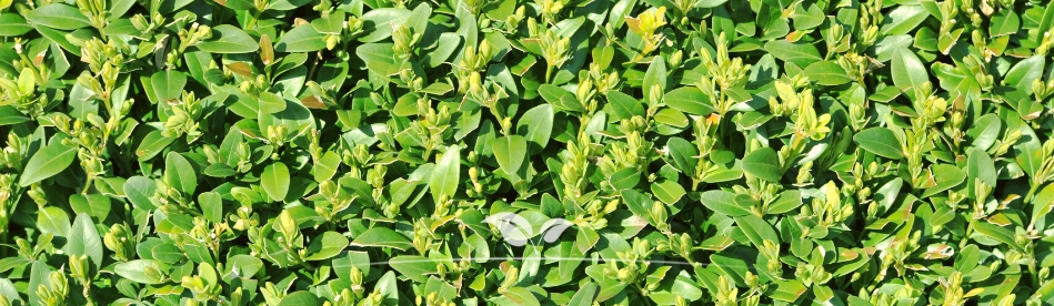 Buxus kaufen | Buchsbaum kaufen | Gardline